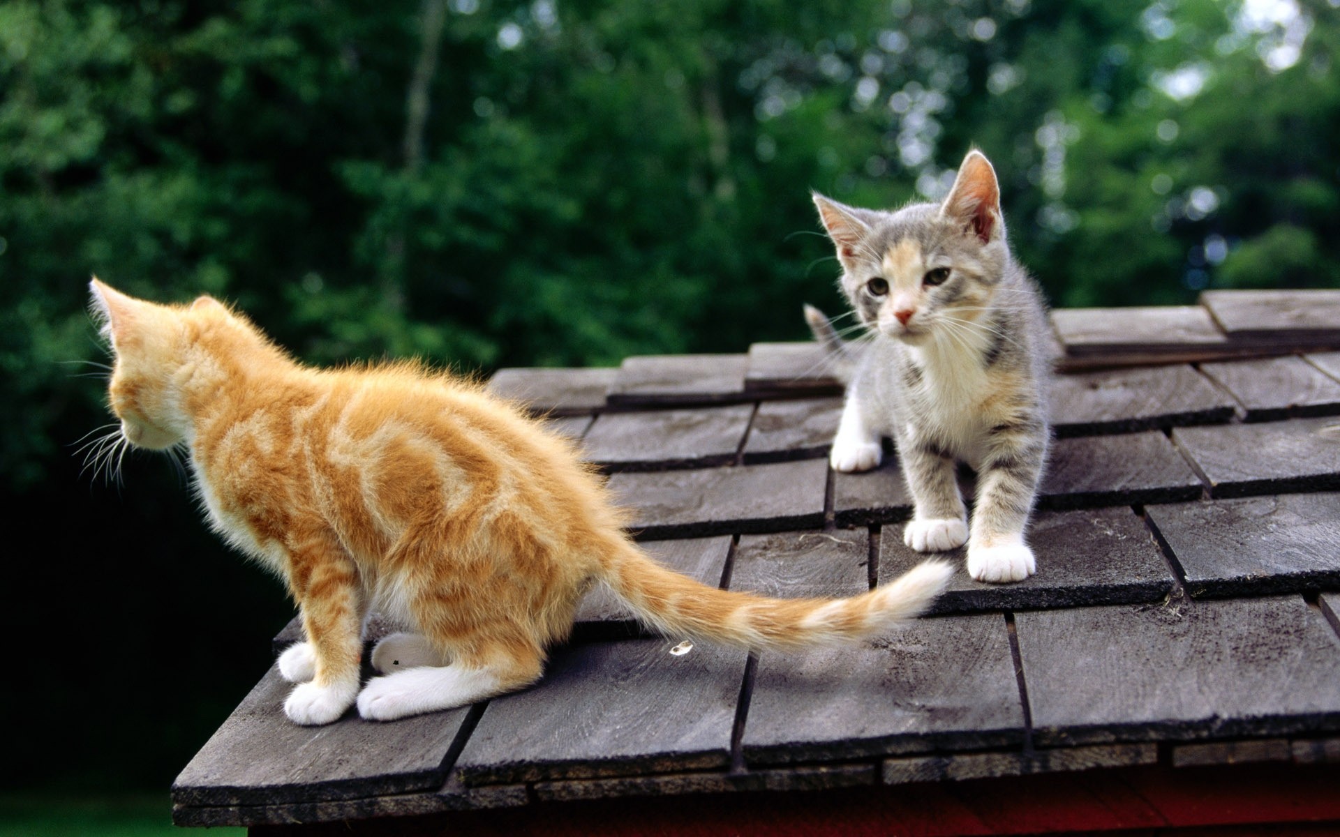 gatti gatto gattino carino animale domestico animale mammifero domestico pelliccia giovane ritratto occhio sedersi adorabile divertente anteprima piccolo capelli tabby baffi uno kitty