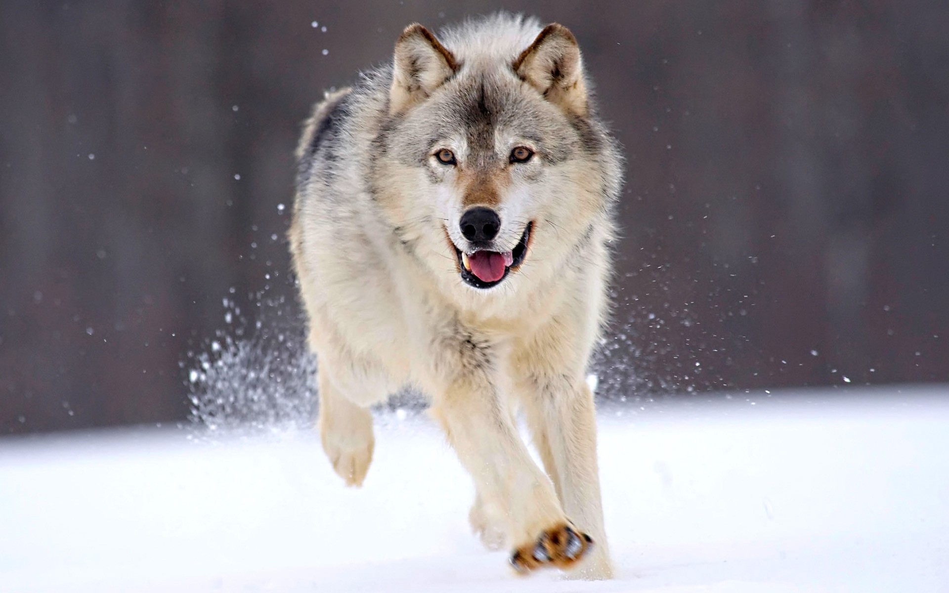 animais mamífero neve lobo inverno cinegrafista vida selvagem retrato visualização gelado olho natureza cão