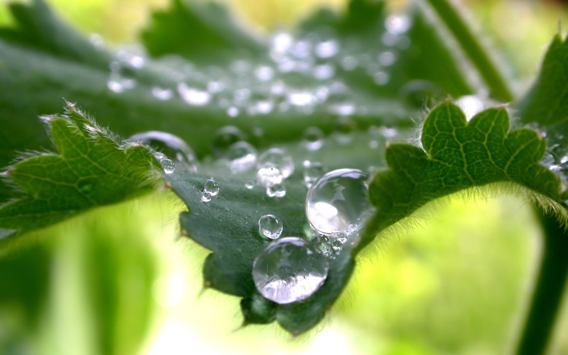 plants drop leaf dew flora rain wet nature freshness growth purity droplet garden water close-up environment liquid summer close color green