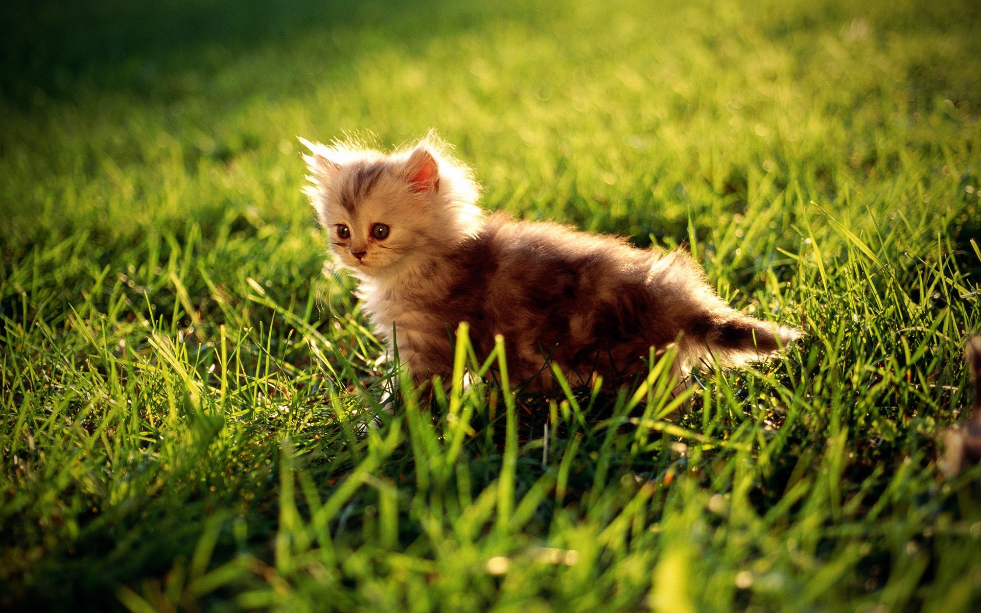 chat herbe animal mignon chat petit foin champ jeune nature mammifère animal de compagnie fourrure enfant chaton portrait