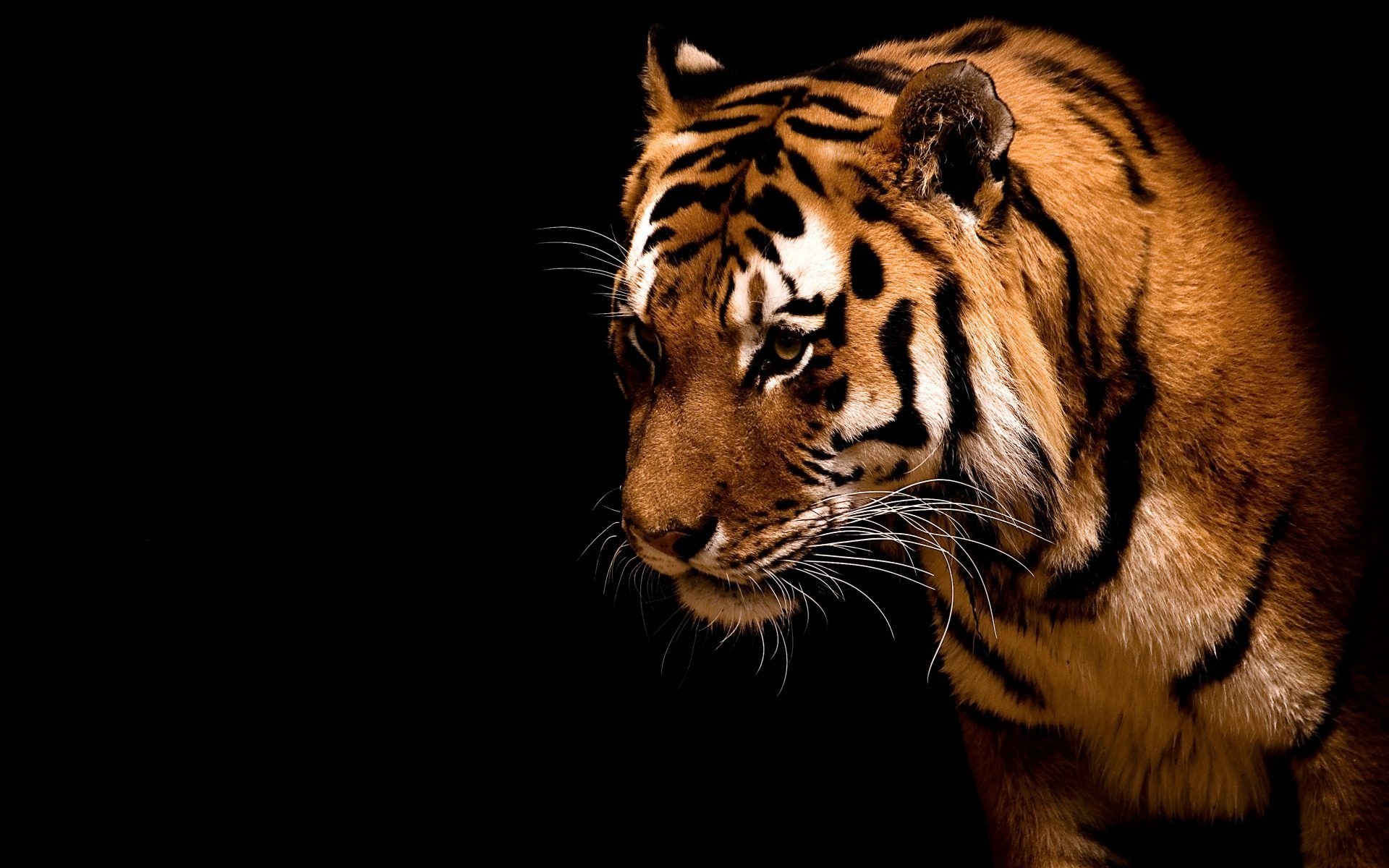 animales gato tigre vida silvestre depredador mamífero animal zoológico agresión retrato enojado raya peligro ojo piel mirando cazador safari carnívoro selva