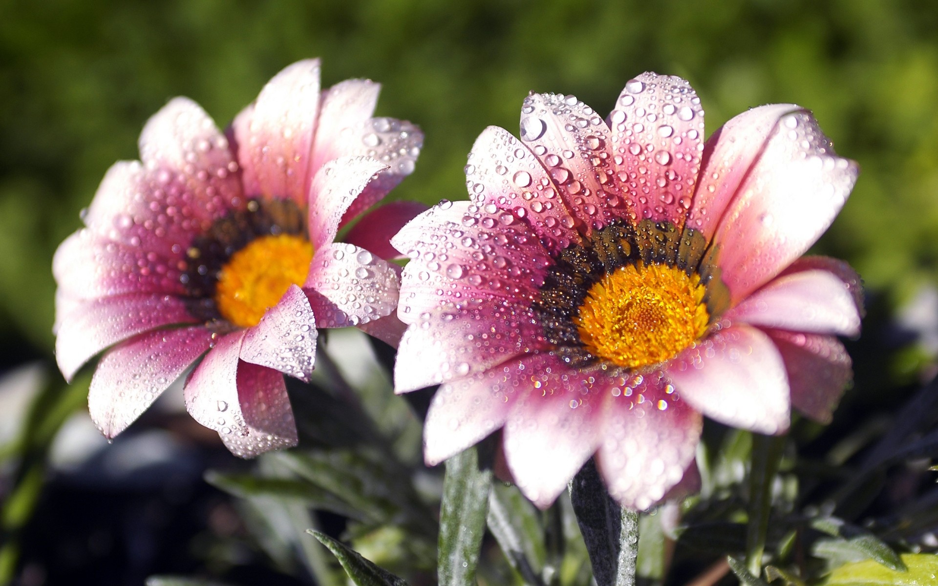 kwiaty kwiat natura flora ogród lato kwiatowy płatek bluming kolor liść jasny piękny sezon zbliżenie botaniczny pole bukiet wzrost pyłek krople wody