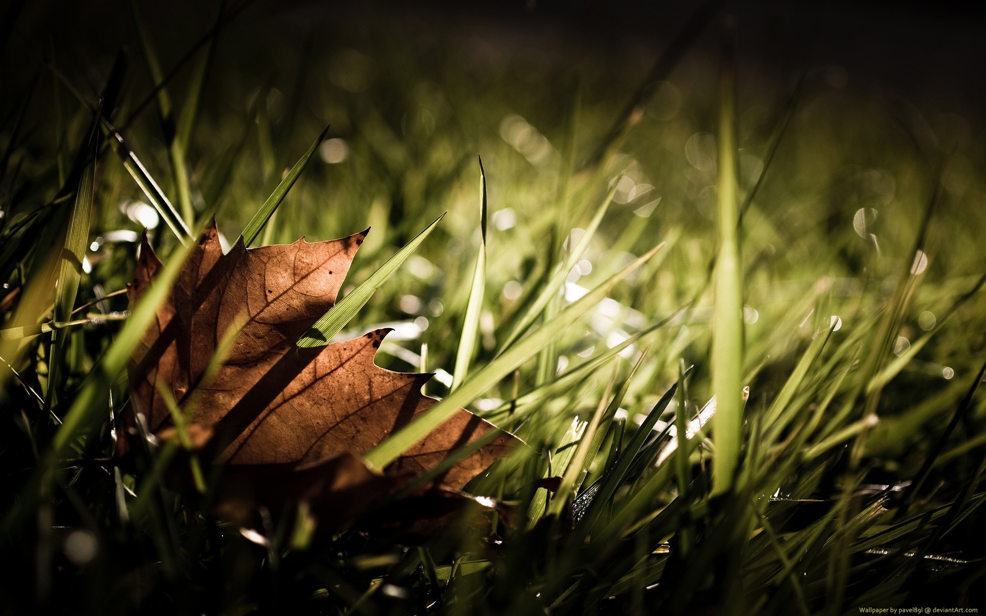 autumn grass leaf flora garden nature light food wood sun fall color forest trees