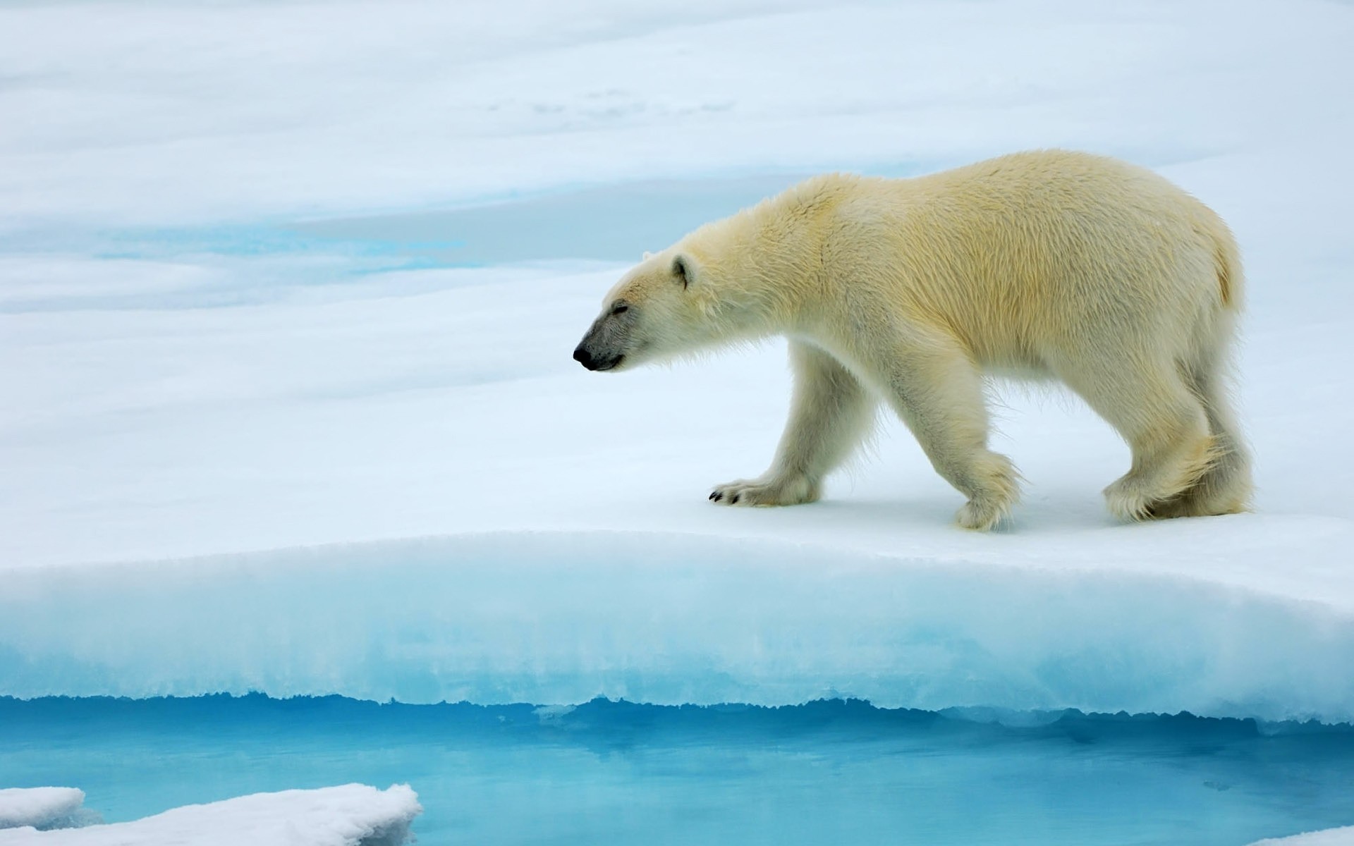 animals frosty snow winter water ice outdoors mammal wildlife polar nature cold bear polar bear