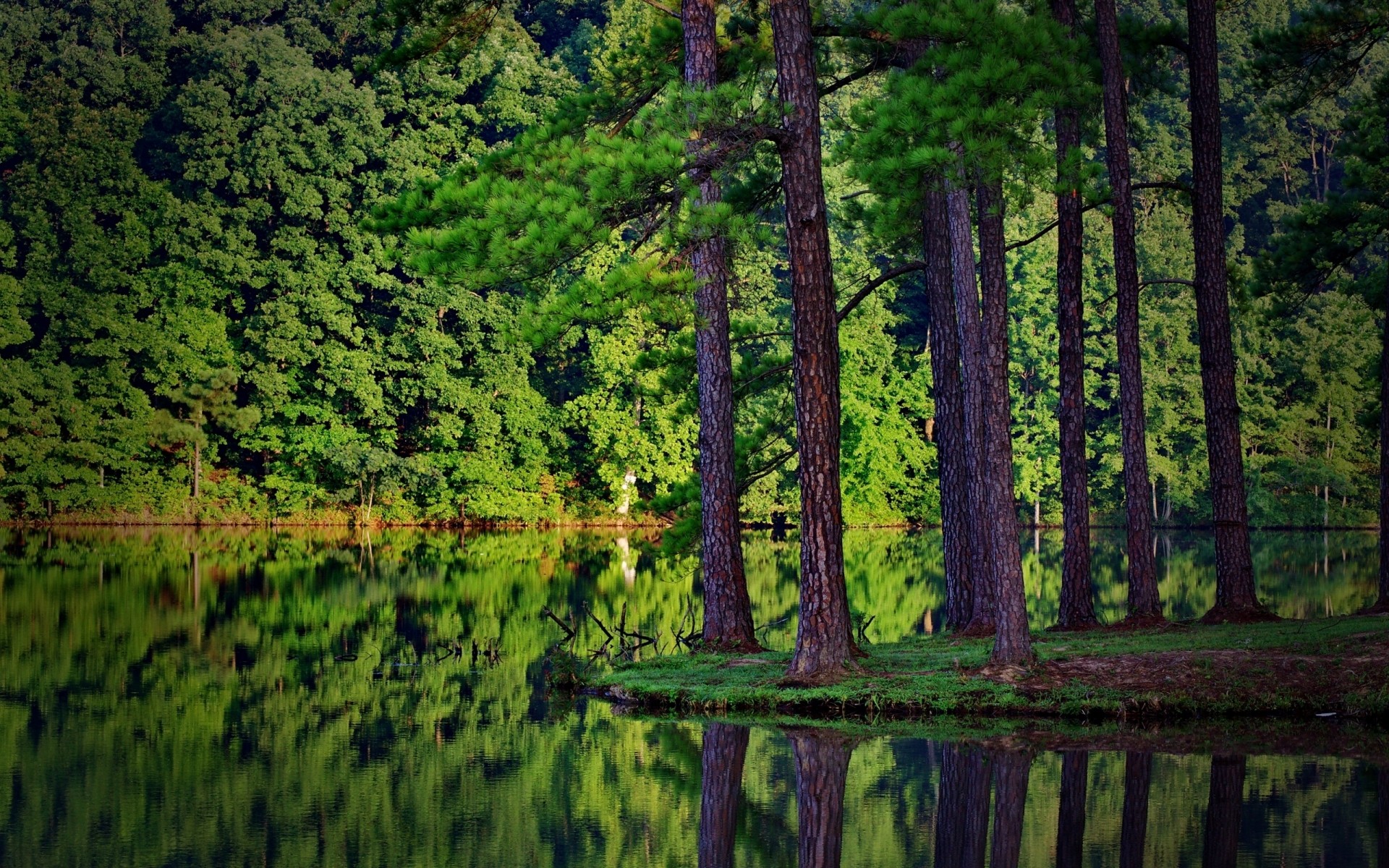 paysage bois paysage nature bois eau en plein air conifères scénique été feuille lac environnement evergreen réflexion parc