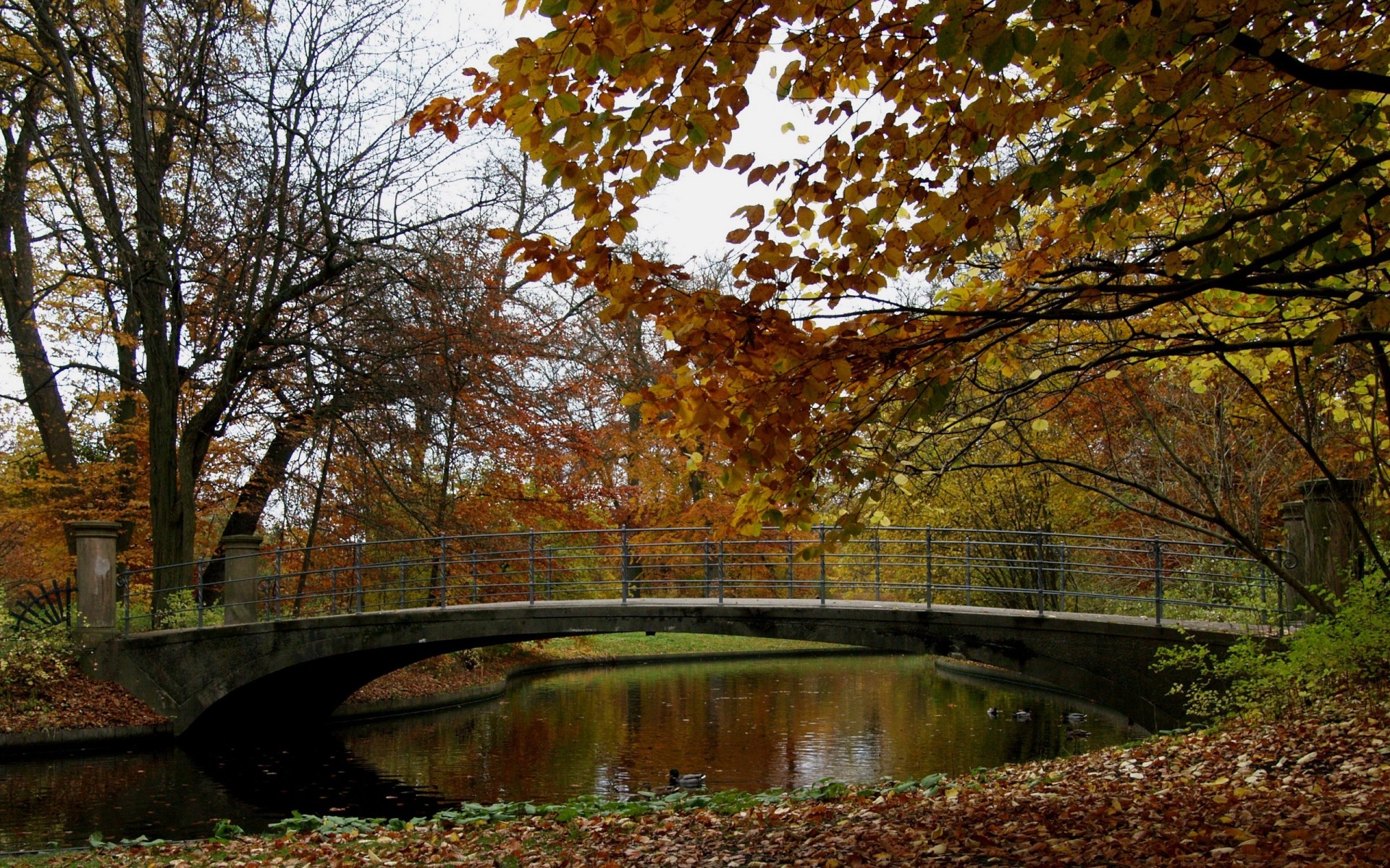 otoño otoño hoja árbol naturaleza arce paisaje madera parque agua al aire libre temporada río puente escénico medio ambiente