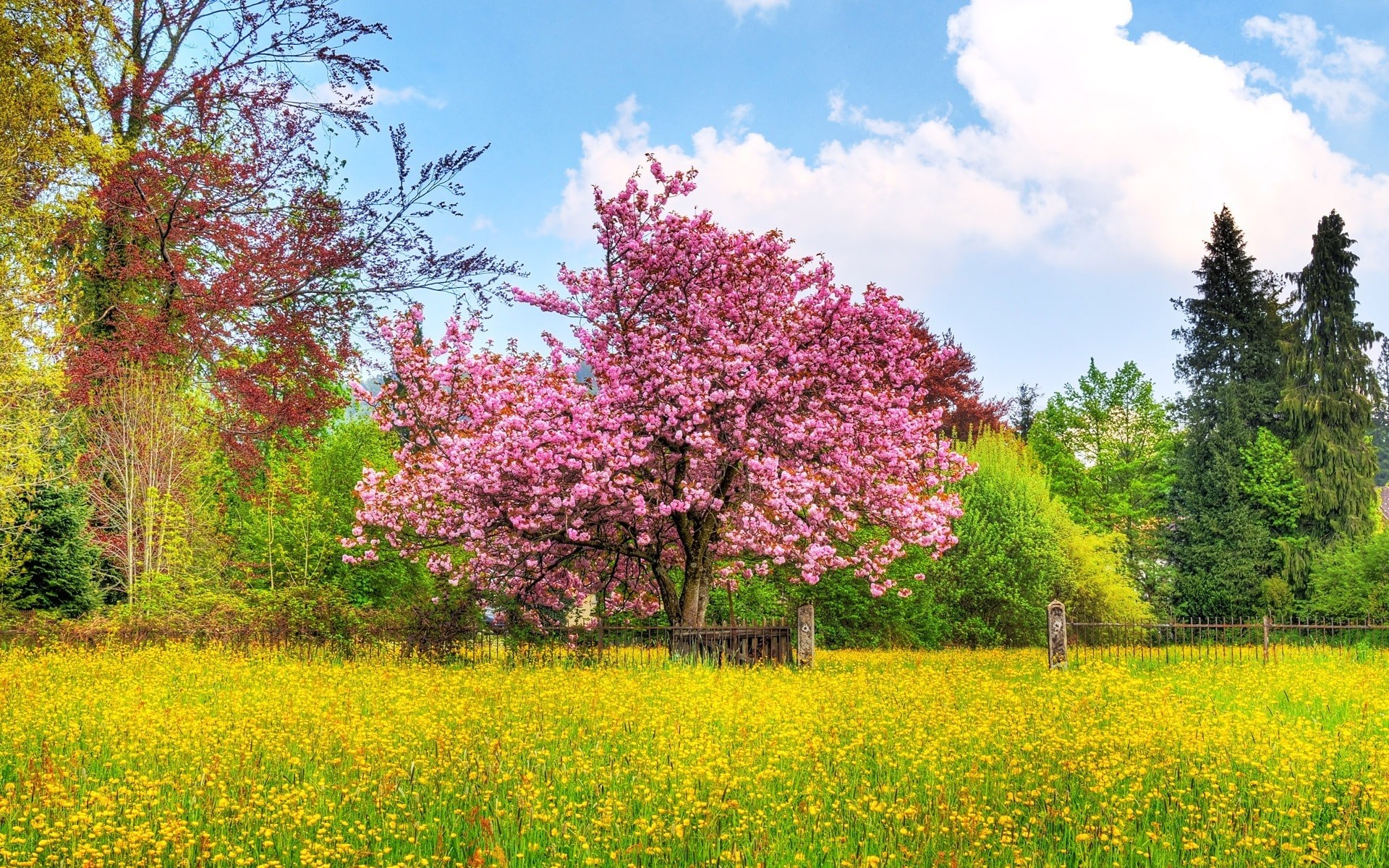 paysage nature paysage arbre à l extérieur saison fleur été parc foin herbe flore rural feuille beau temps bois champ campagne ensoleillé lumineux