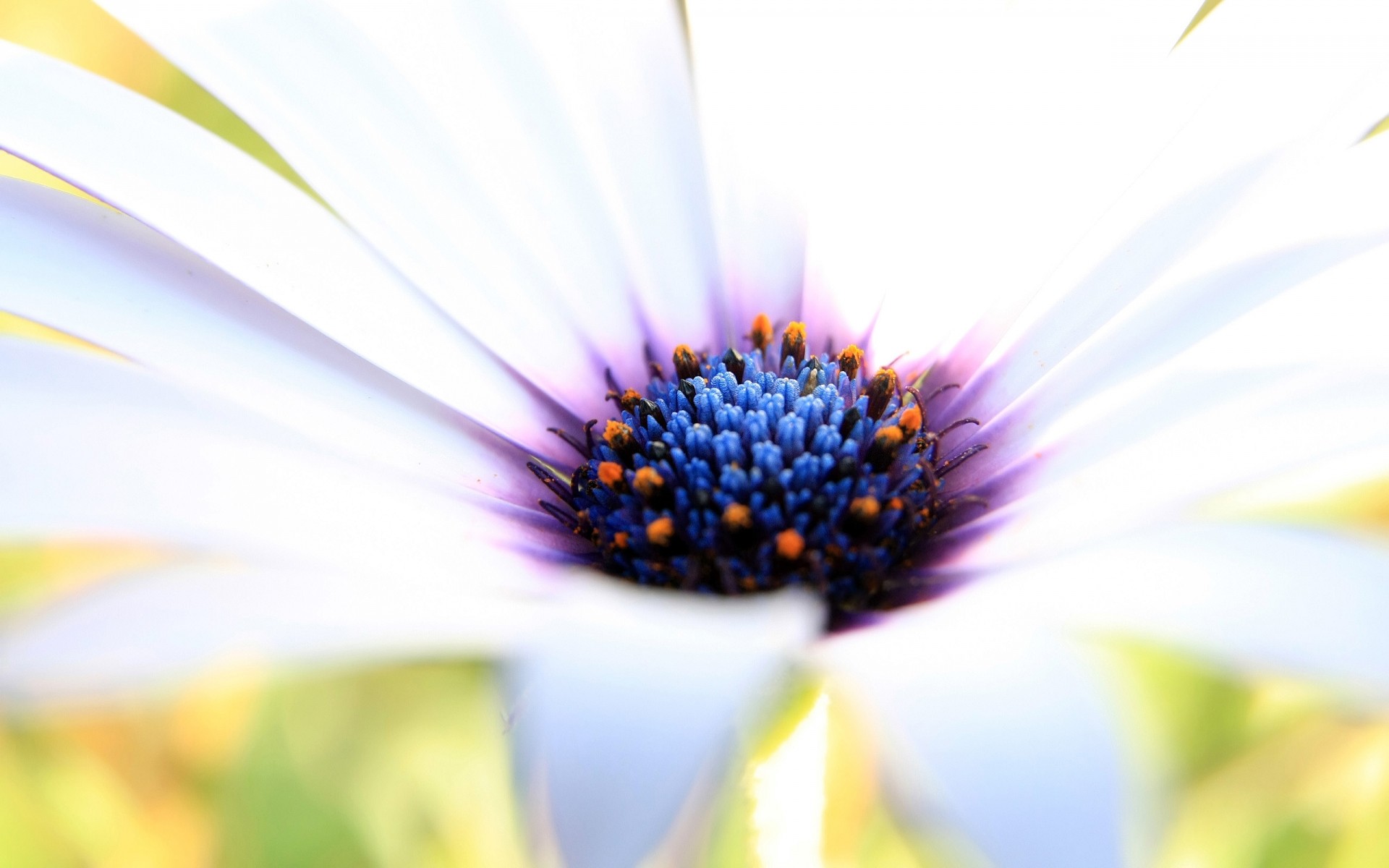 çiçekler doğa flora yaz parlak çiçek yaprak renk bulanıklık