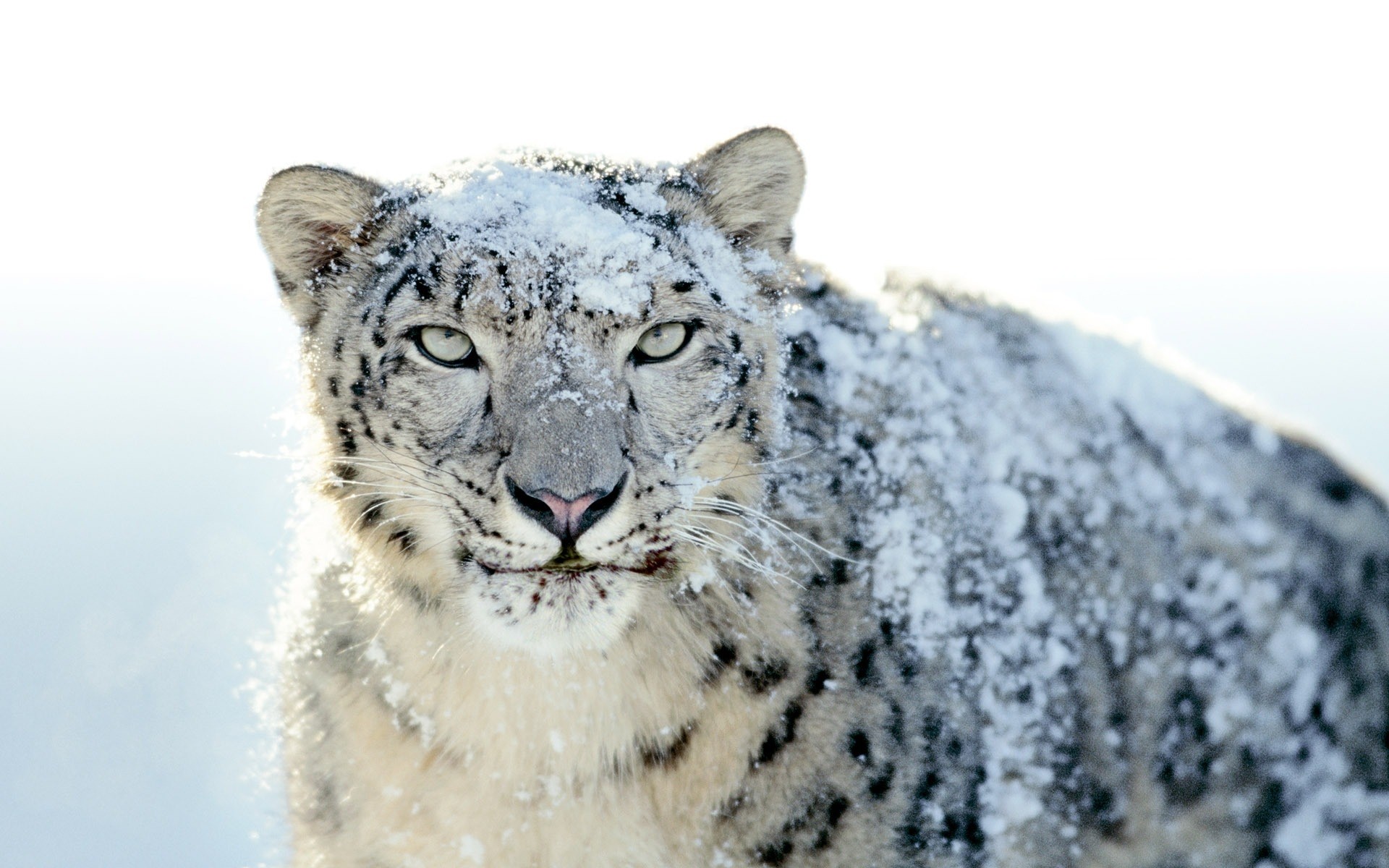 animais vida selvagem animal mamífero natureza selvagem grande predador neve comedor de carne inverno leopardo leopardo da neve