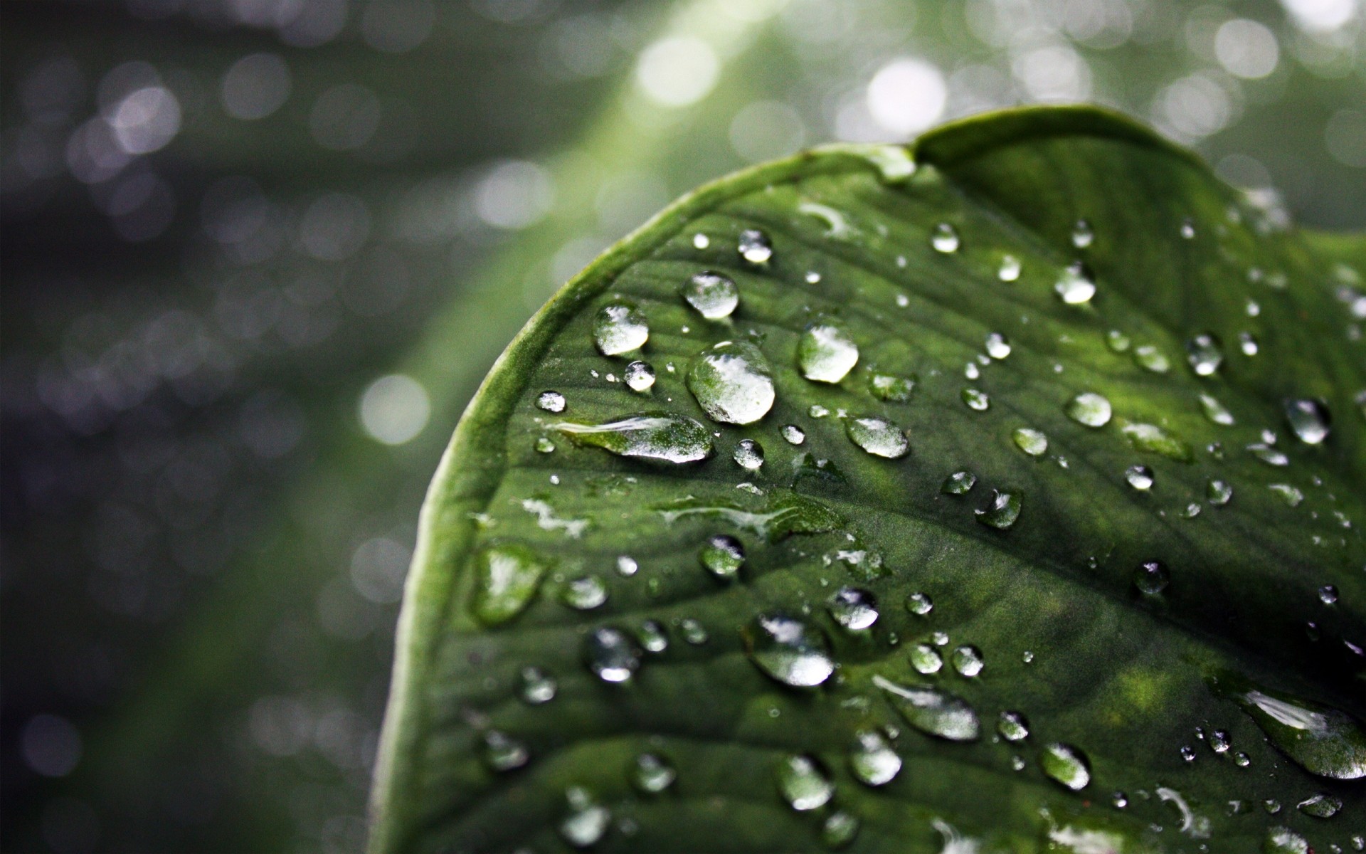 plants rain dew drop leaf droplet wet flora growth raindrop water nature purity garden environment freshness clean drops fresh