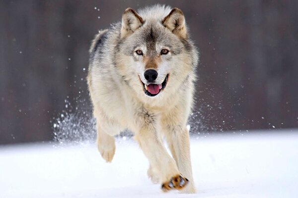 Lobo corriendo en la nieve en invierno