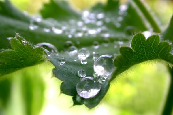 Dew droplets on the edge of the leaf