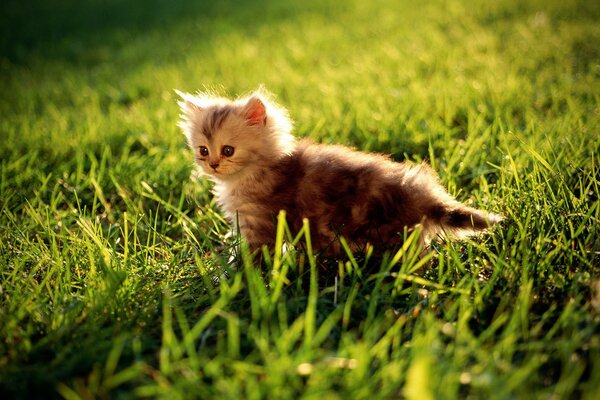 A little kitten is running in the grass