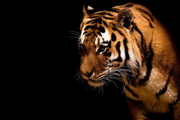 Majestic tiger on a black background