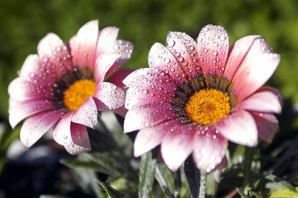 El brillo de los colores en la naturaleza. La flor como símbolo de belleza