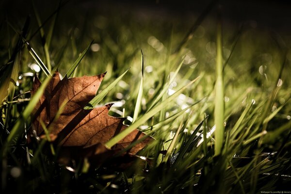 Autumn leaf in the damp grass