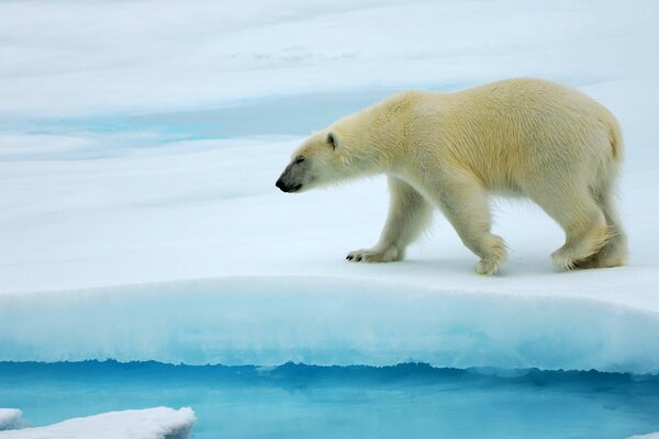 O urso polar caminha sobre a neve