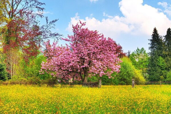 Hermoso paisaje, palo de rosa al aire libre