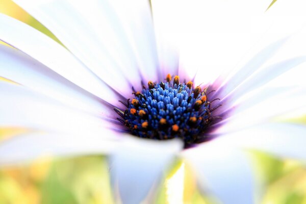 Makro weiße Blume mit lila Kern