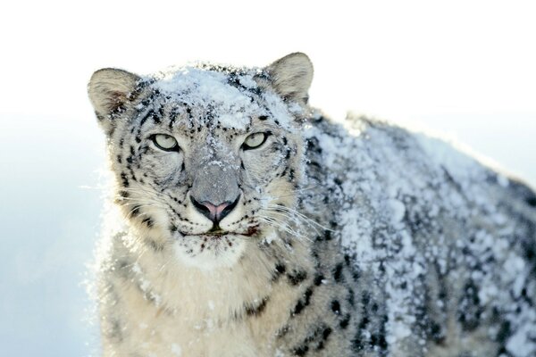 Leopardo da neve na neve