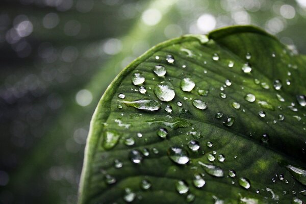 Uma folha verde em que a chuva cai