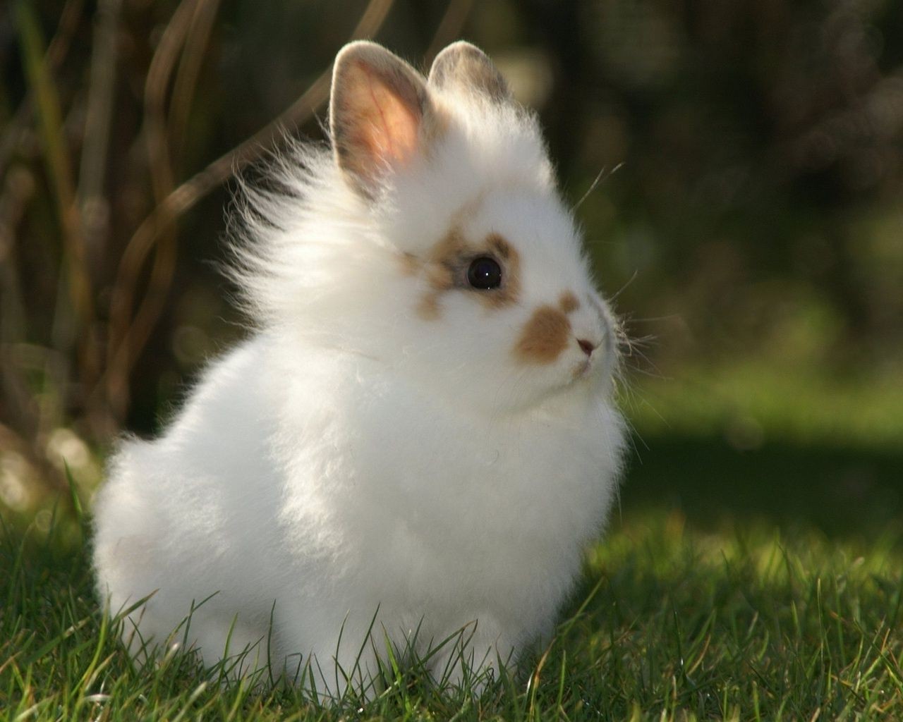 kaninchen niedlich säugetier flaumig kaninchen haustier nagetier tier porträt hase fell wenig inländische sitzen anzeigen flauschig liebenswert tierwelt grau