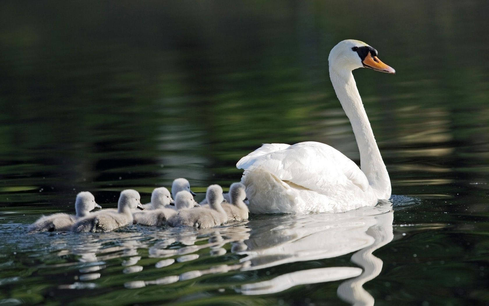 zwierzęta łabędź jezioro ptak basen woda pływanie ptactwo wodne kaczka pióro odbicie ptaki gęś wyciszenie natura szyja przyroda rzeka zwierzę dziób