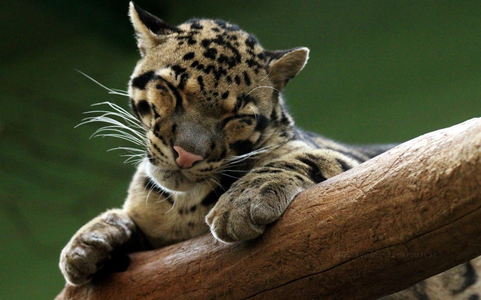 leoparden säugetier katze tierwelt tier zoo natur porträt wild raubtier