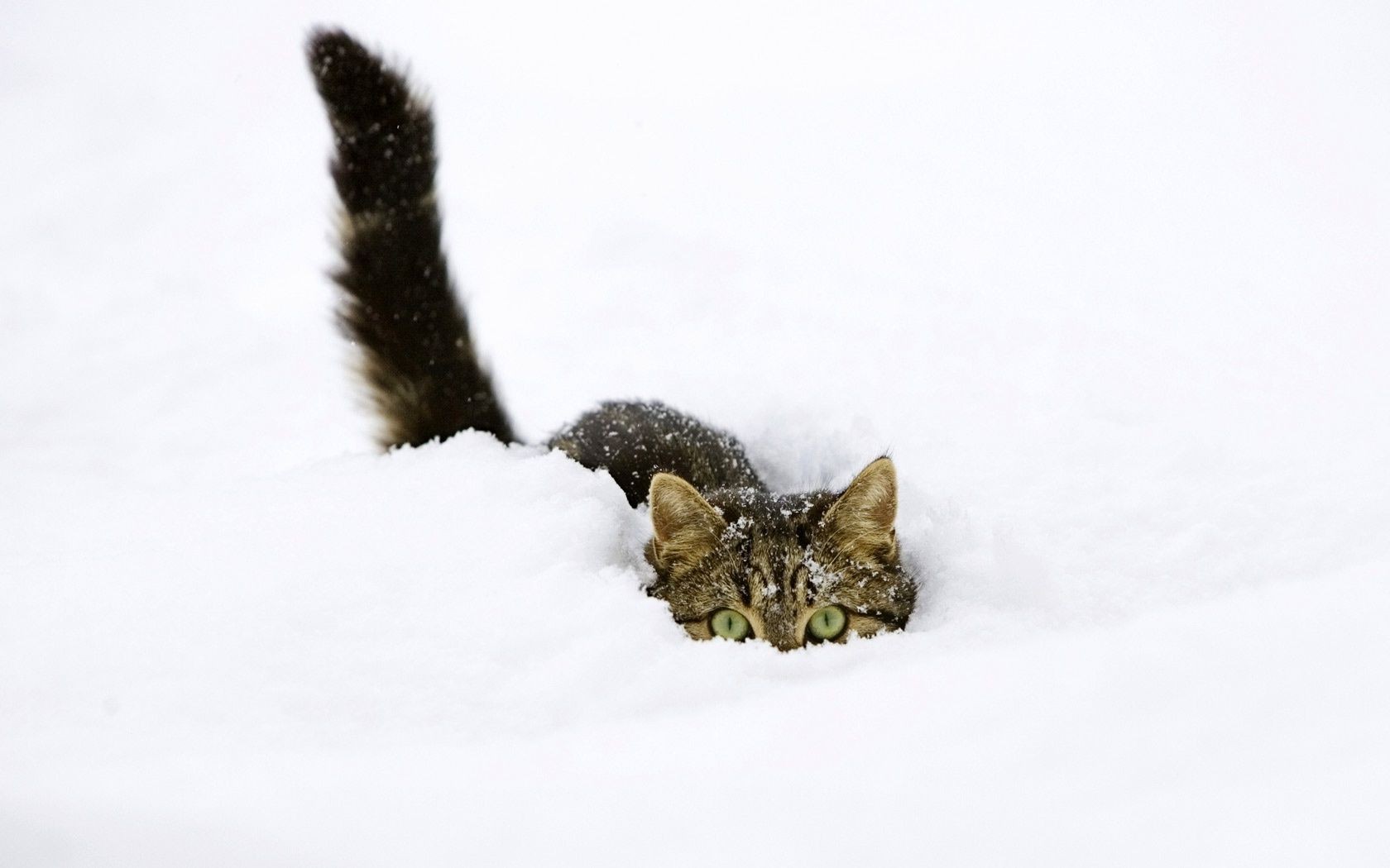 猫 猫 冬天 雪 哺乳动物 小猫 一个 可爱 宠物 动物 冷 小 自然