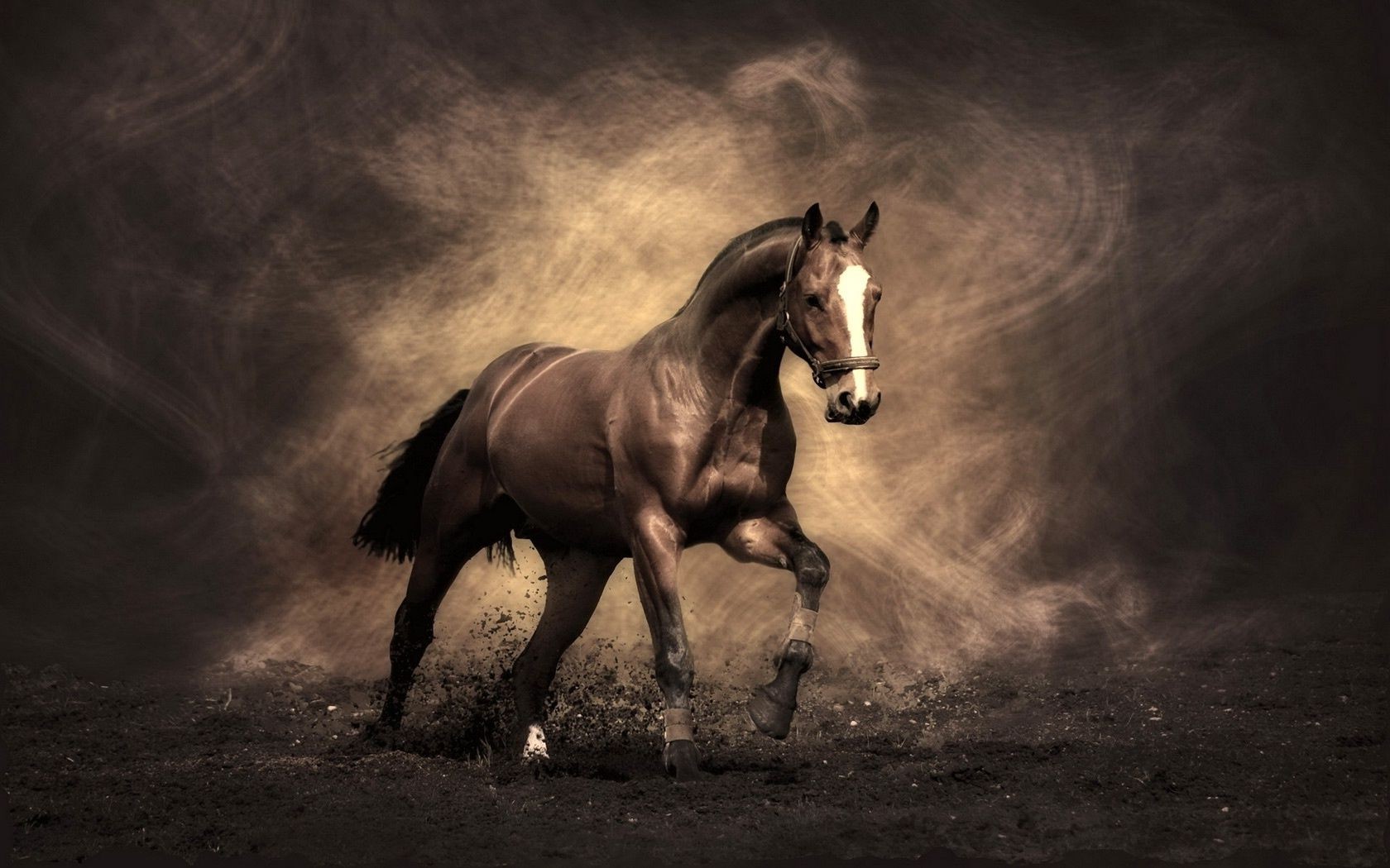 horses cavalry mare horse mammal sitting stallion equine equestrian monochrome one