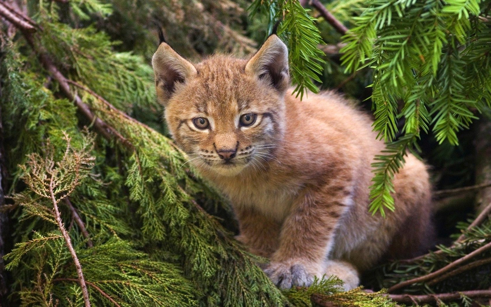 animaux nature mammifère chat la faune à l extérieur prédateur sauvage arbre bois animal