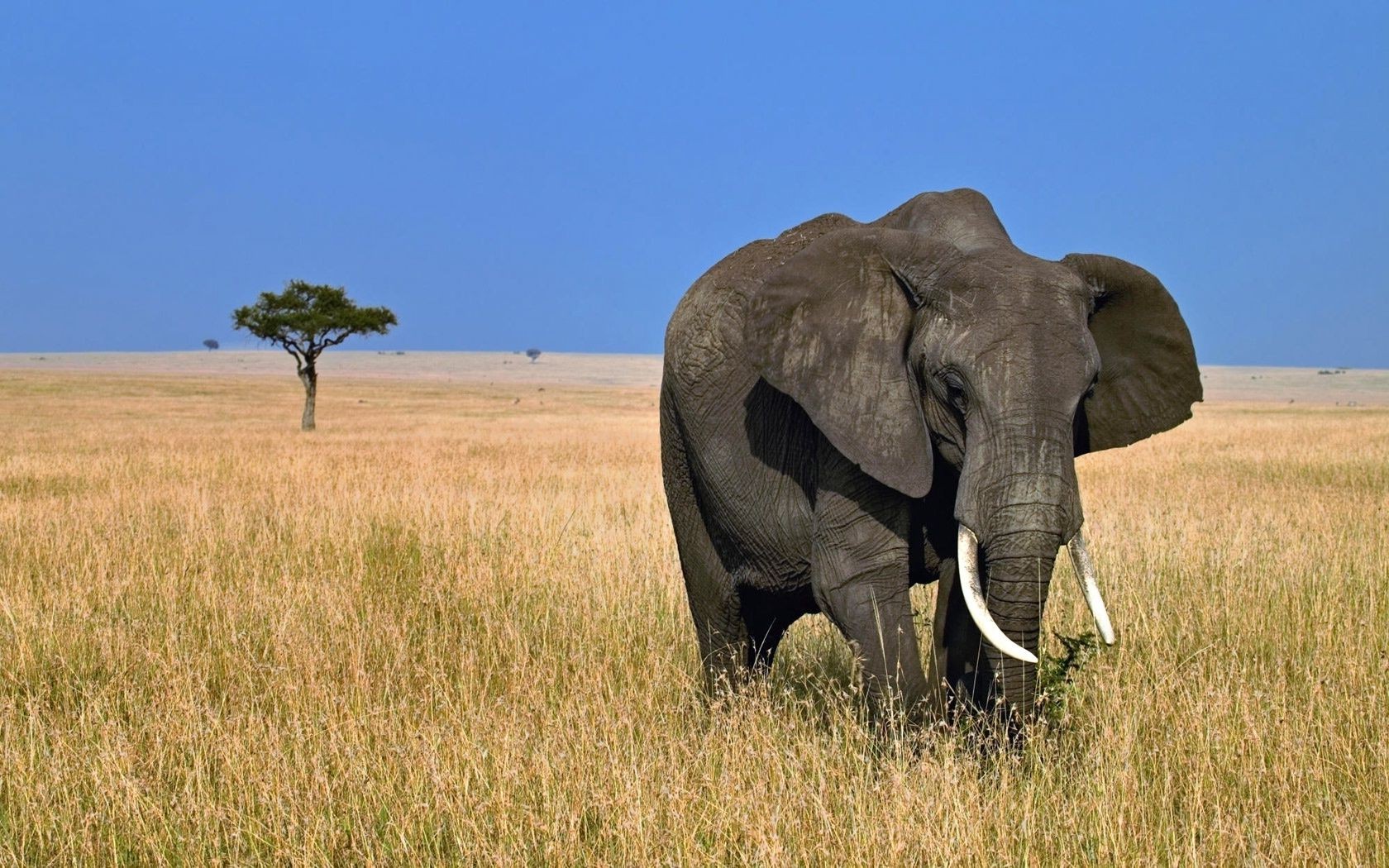 filler memeli yaban hayatı fil mera savana çimen safari afrika fili açık havada doğa seyahat bush vahşi gün ışığı hayvan gövde