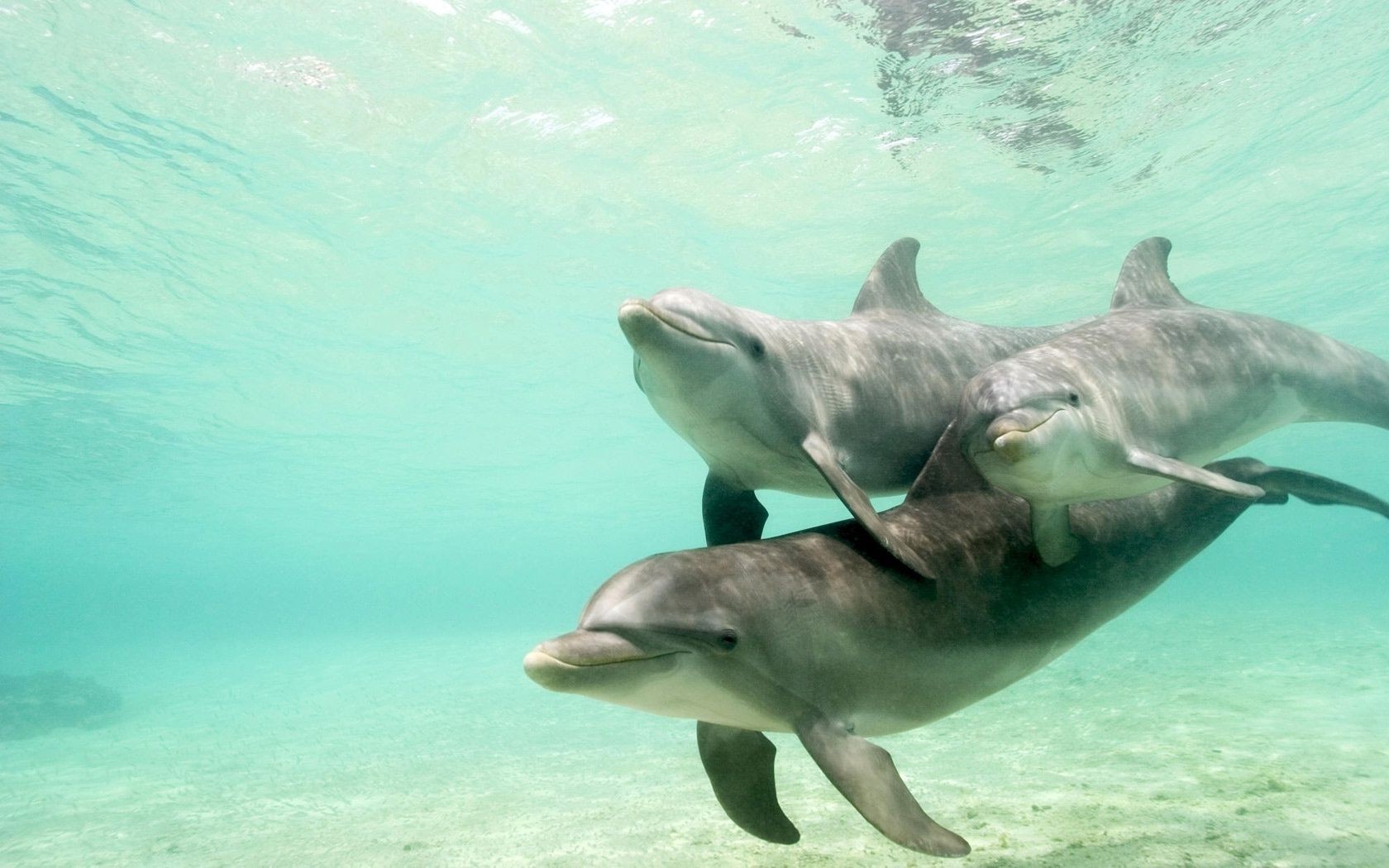 golfinho debaixo d água água natação peixes shark oceano vida selvagem mar natureza mergulho tropical sopradores fuzileiro naval