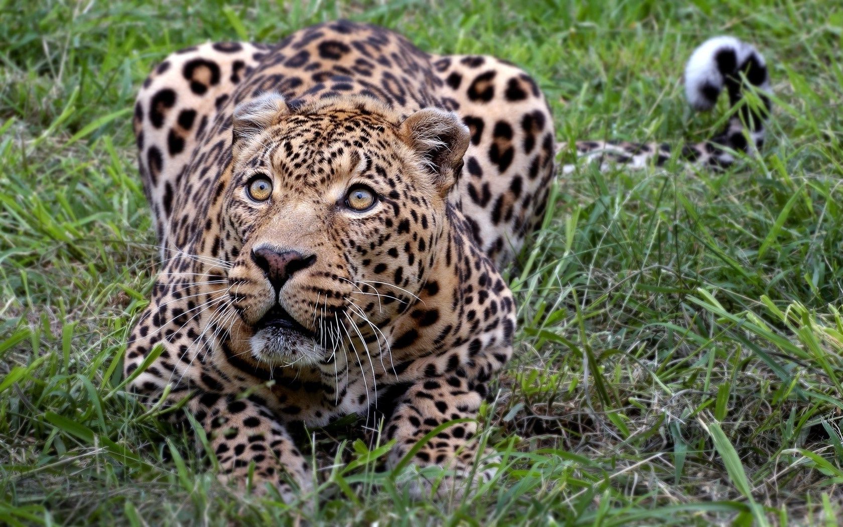 leopardos vida selvagem mamífero gato animal comedor de carne selvagem leopardo predador natureza safari caçador perigo