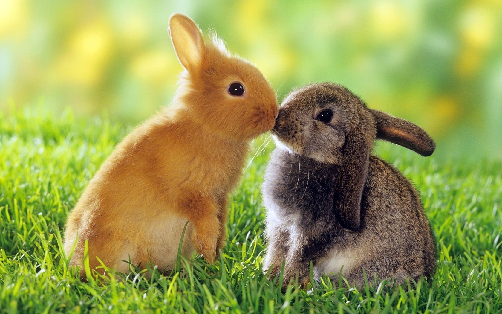 kaninchen gras niedlich kaninchen tier säugetier wenig natur hase fell kind sitzen nagetier haustier liebenswert heuhaufen jung ostern