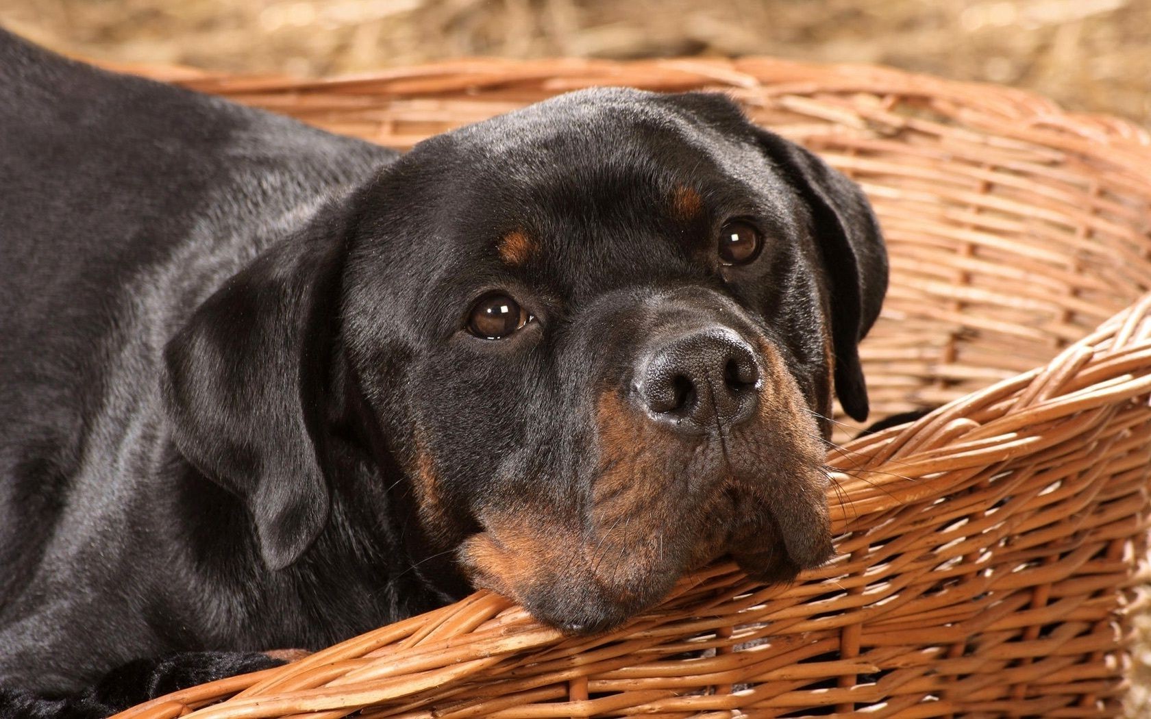 dogs dog canine basket pet mammal puppy cute portrait sit animal one studio