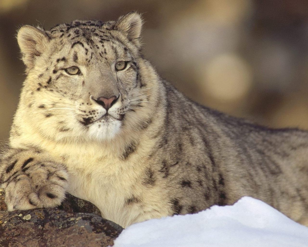 hayvanlar kedi yaban hayatı memeli yırtıcı hayvan et yiyen hayvan vahşi büyük kürk hayvanat bahçesi avcı doğa leopar göz safari panter portre tehlike büyük kedi nesli tükenmekte olan