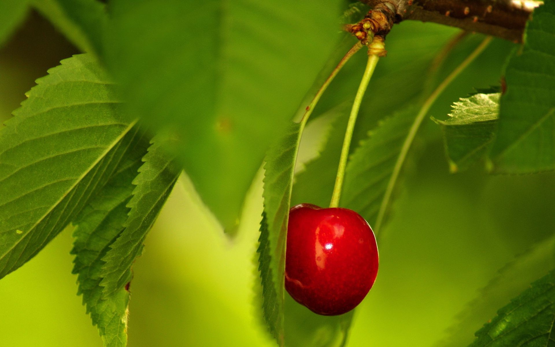 çilek yaprak doğa yaz bahçe açık havada ağaç flora