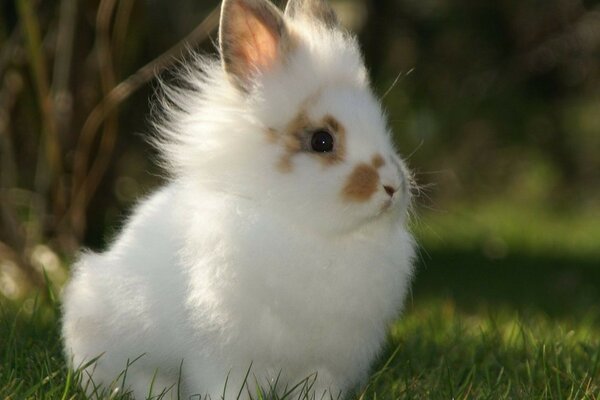 Cute little white rabbit on the grass