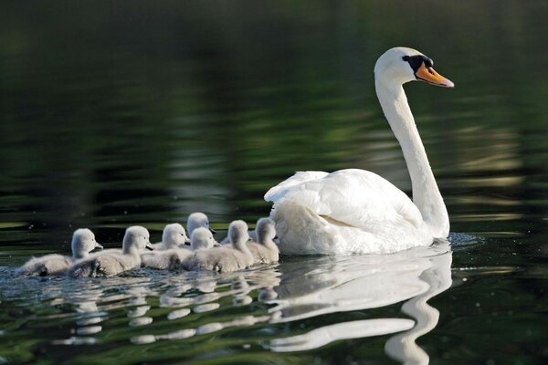 Schwanenmutter mit ihrer Familie