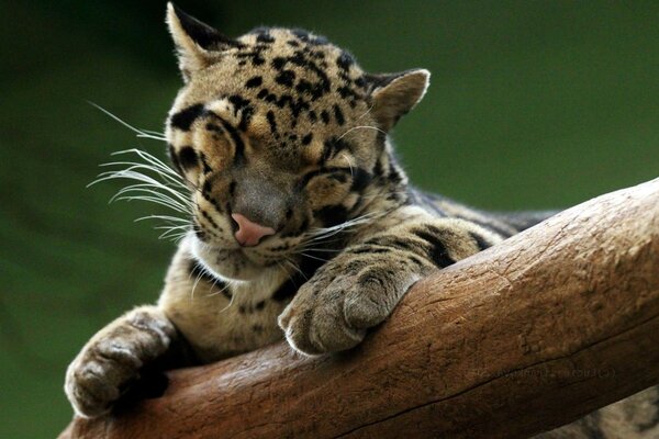 A tender and cute leopard with his eyes squeezed shut