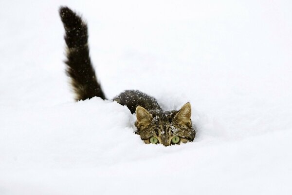 Le chat chasseur se cache dans une congère