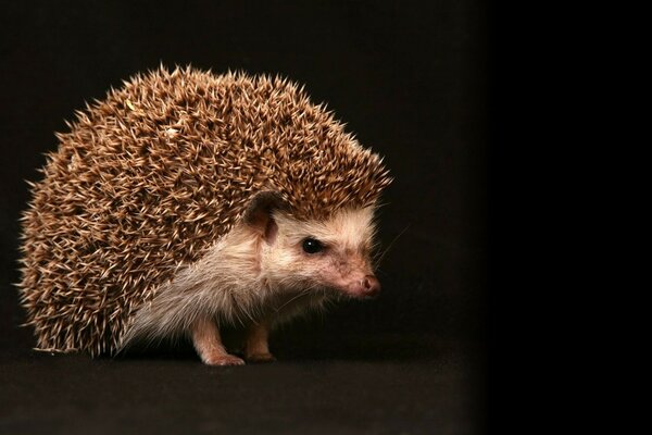 Portrait of a serious hedgehog on a dark background