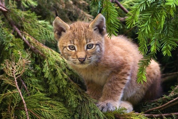 Gato salvaje en árboles de coníferas