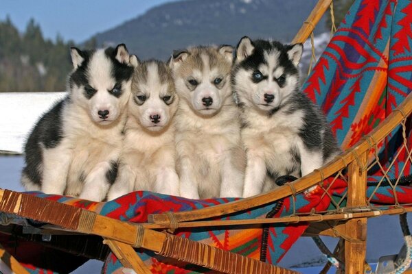 Cuatro lindos cachorros en un arnés de perro