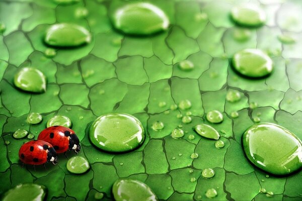 Ladybugs on a leaf with drops