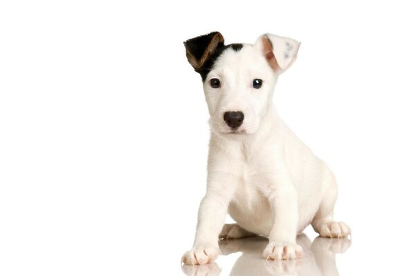 Filhote de cachorro branco pequeno bonito com orelha preta