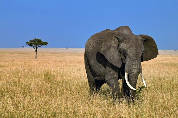 Elefante solitario nella savana