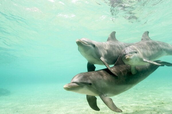 Three dolphins underwater. Marine inhabitants