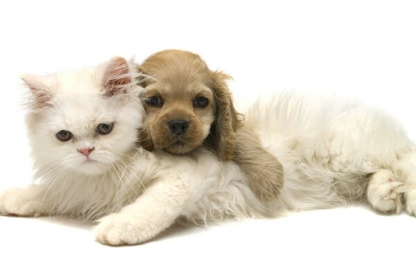 El gato y el perro son amigos en un abrazo